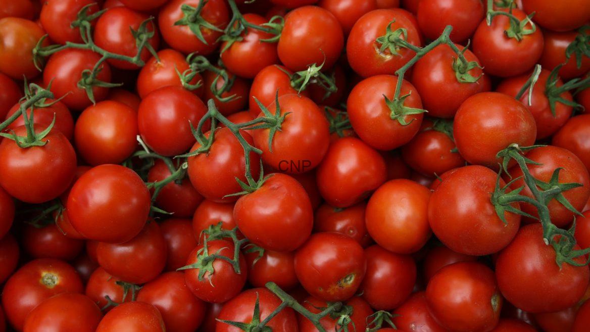Cluster of ripe red cherry tomatoes on green vines in a market-style pile
