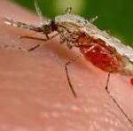 Close-up of a mosquito biting exposed skin with a small bead of blood at the bite site.