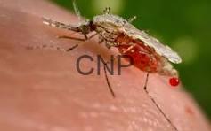 mal - Center News Network Close-up of a mosquito biting exposed skin with a small bead of blood at the bite site.