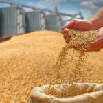 Hands pouring golden grain into a burlap sack at a grain storage facility with silos in the background