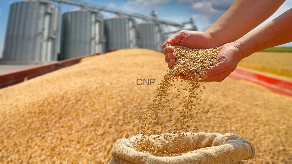 Hands pouring golden grain into a burlap sack at a grain storage facility with silos in the background