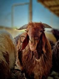 sheep - Center News Network Brown goat facing the camera among other goats in a sunny farm setting, with long ears and shaggy coat.