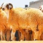 Group of orange-colored sheep standing together in a pen with a visible CNP watermark across the middle.