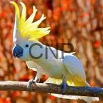 bab - Center News Network Cockatiel parrot with yellow crest and blue body perched on a branch against a blurred orange background, facing left to the viewer.