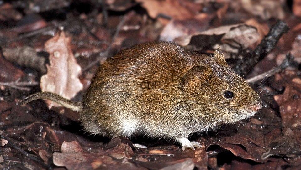 far - Center News Network Small brown mouse-like rodent walking on dark fallen leaves on the forest floor.
