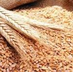 Close-up of sesame seeds spilled from a sack with two grain stalks resting on them.