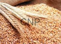 gameh - Center News Network Close-up of sesame seeds spilled from a sack with two grain stalks resting on them.