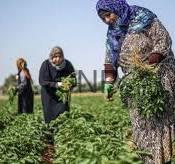 Three women wearing headscarves harvest leafy greens in a sunny field.