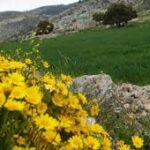 Yellow flowers in the foreground with a stone border and green hillside landscape in the background.