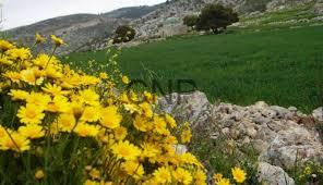 - Center News Network Yellow flowers in the foreground with a stone border and green hillside landscape in the background.