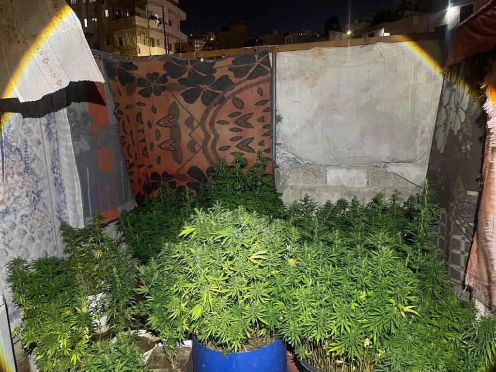 ddrr33 - Center News Network Night shot of a rooftop grow space with dense cannabis plants in blue pots surrounded by fabric panels and blankets as walls
