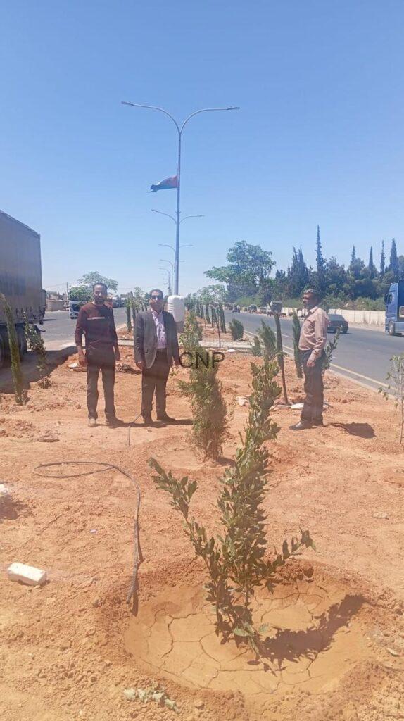 Three men stand beside young saplings planted along a highway on a sunny day with a flag on a streetlight in the background.