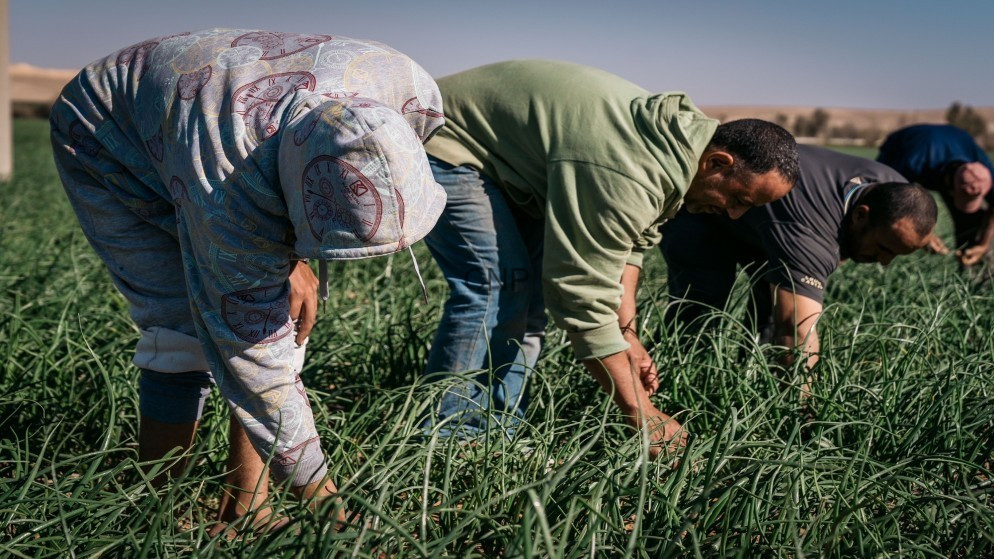 Several farm workers bend over to harvest green onions in a sunlit field.