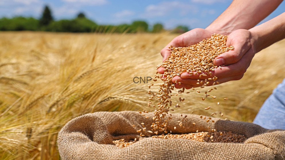 image - Center News Network Hands pouring golden wheat grains into a burlap sack in a sunlit field. (Informative: harvesting scene)